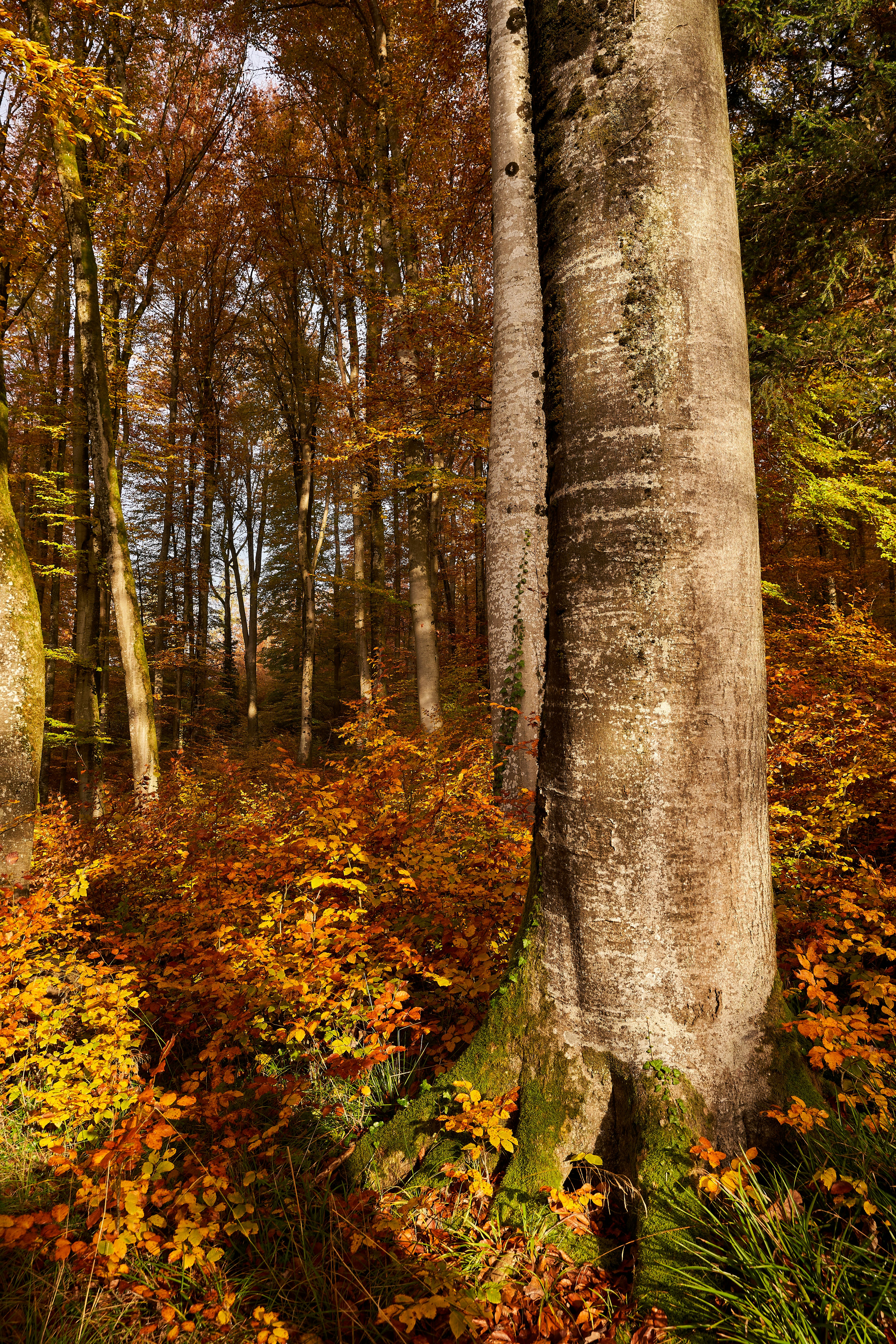 Photo by wolfgang_hasselmann