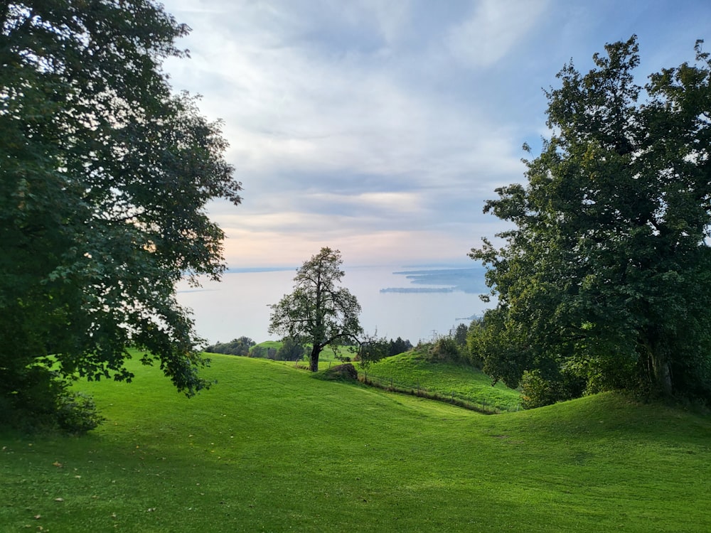 a lush green field with trees on the side of it