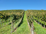 A vineyard with rows of grapevines under a clear blue sky.