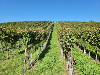 A vineyard in Florida with rows of grapevines under a clear blue sky.