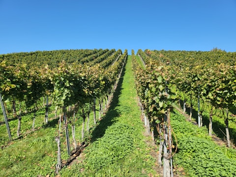 A vibrant vineyard showcasing rows of grapevines under a clear blue sky.