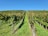 A vineyard with neatly aligned rows of grapevines under a clear blue sky. The grapevines are lush and green, and there is green grass growing between the rows.