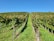 A vineyard with neatly aligned rows of grapevines under a clear blue sky. The grapevines are lush and green, and there is green grass growing between the rows.