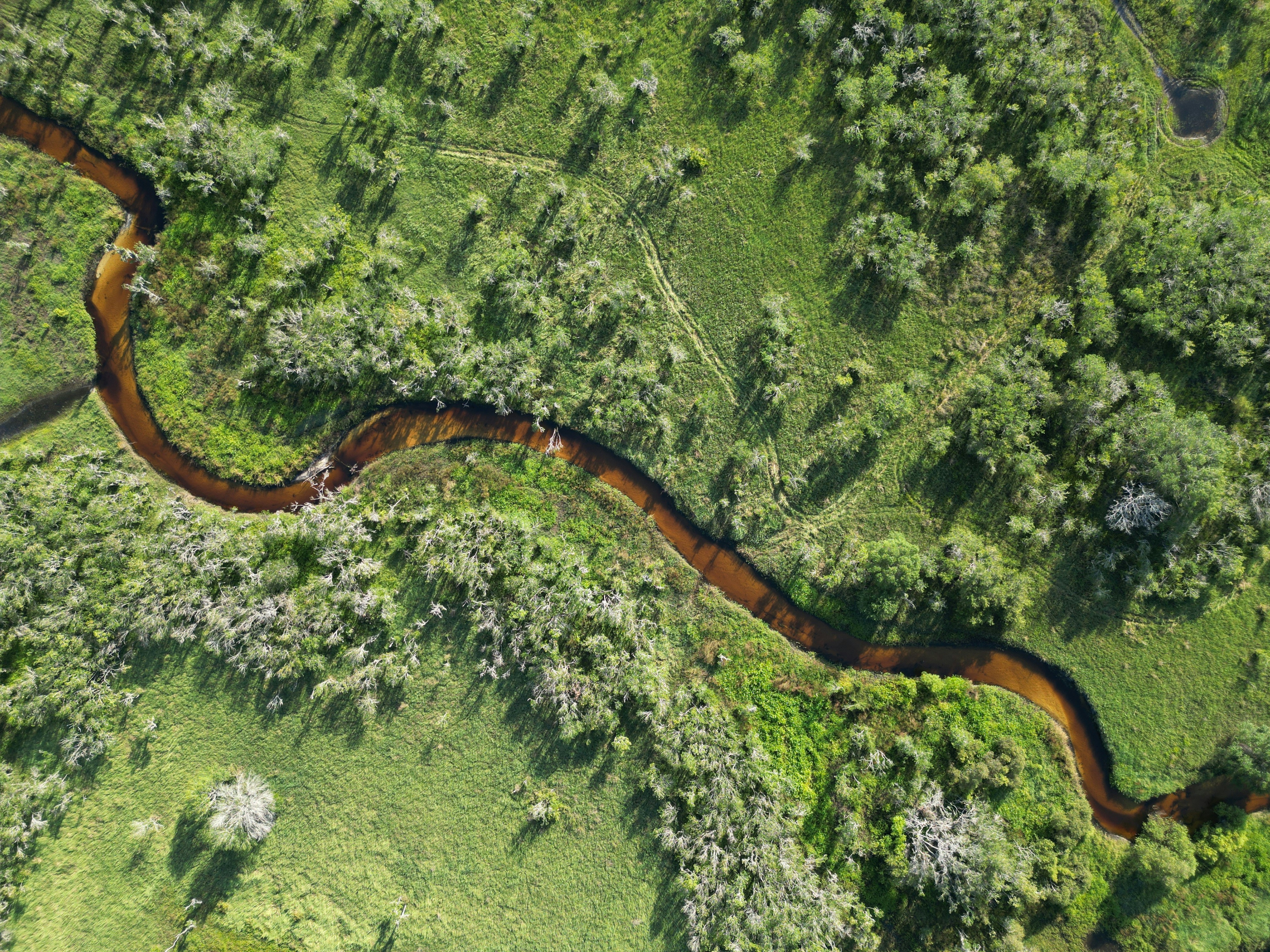 Anacondas Shaped Amazon Basin Cultures Over 12 Million Years