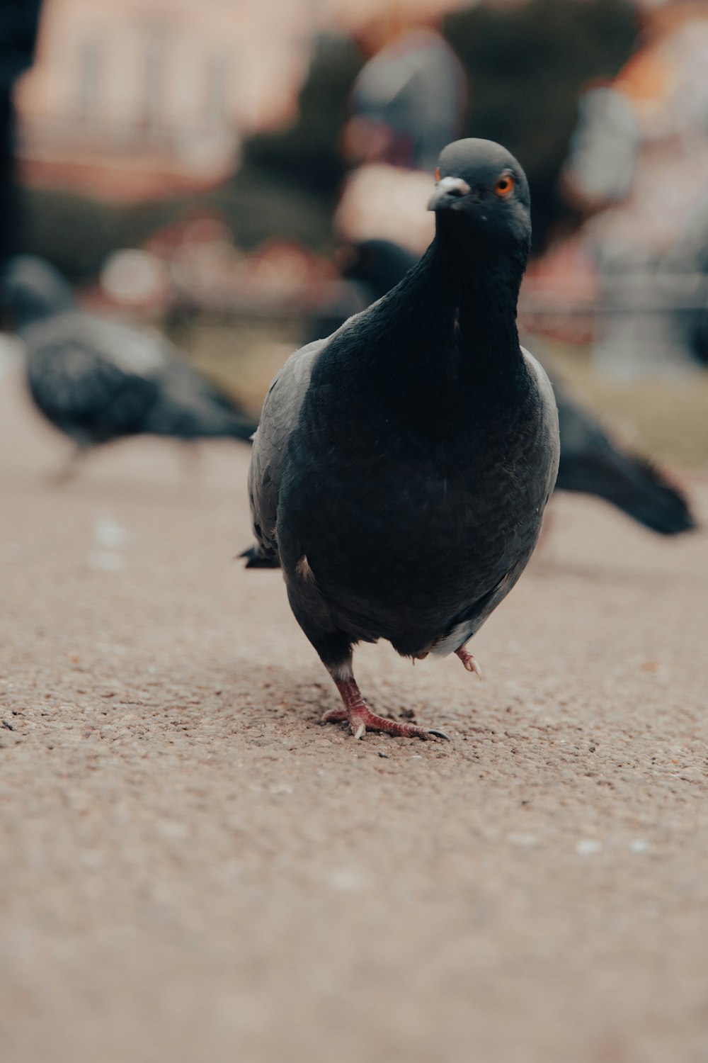 a black bird standing on the ground with other birds in the background