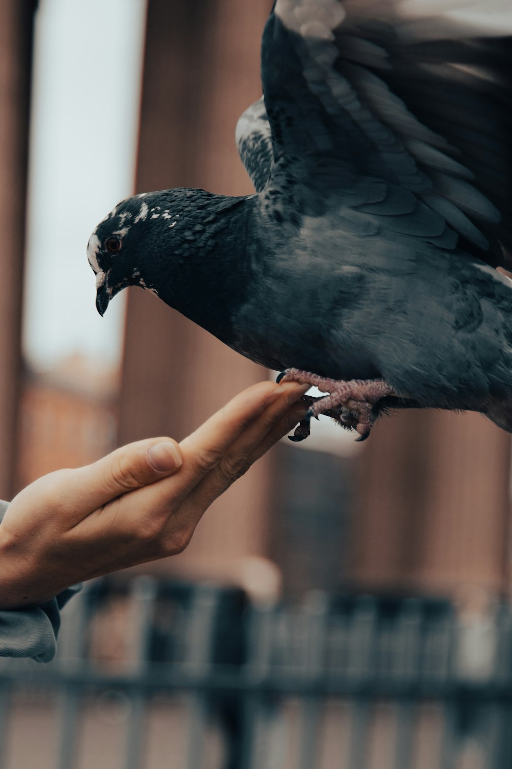 a person feeding a pigeon with his hand