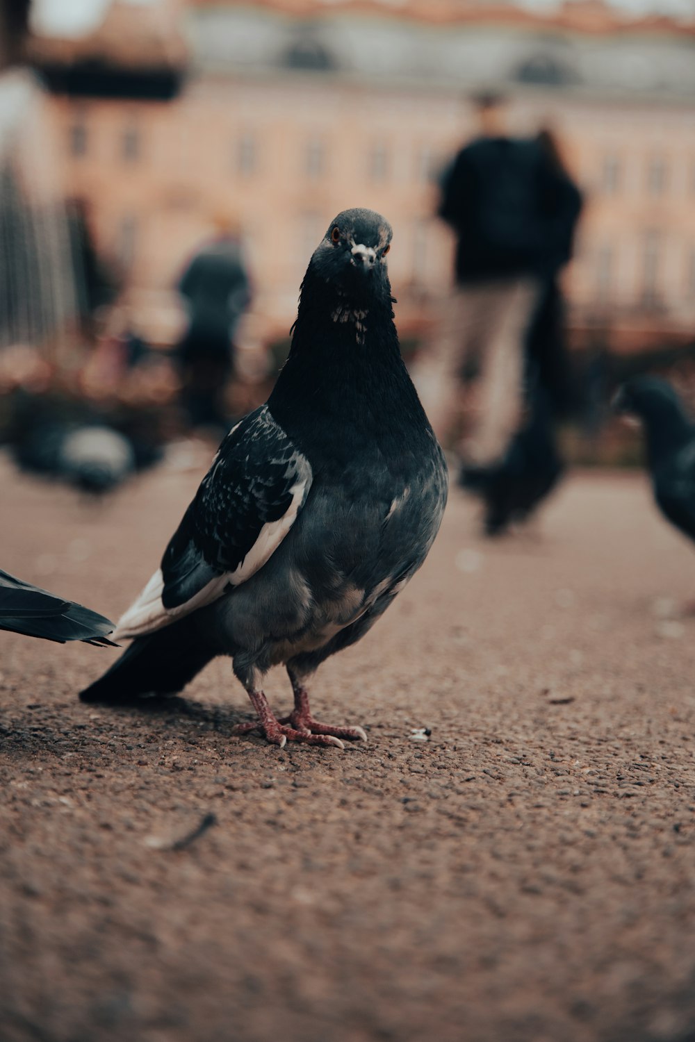 a black and white bird is standing on the ground