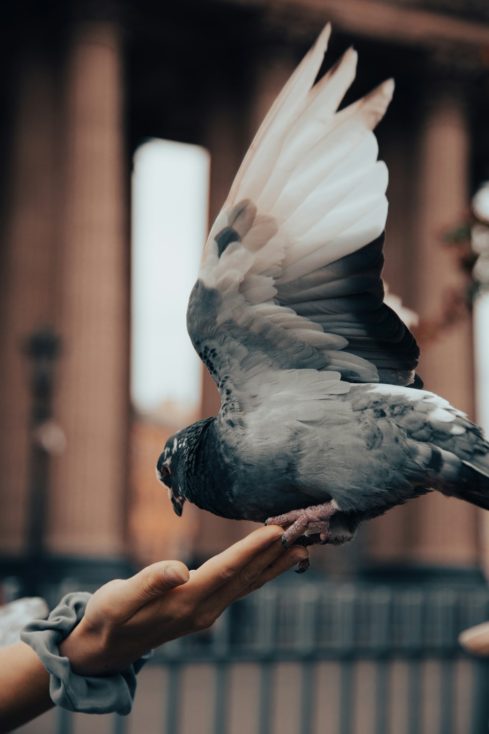 a bird that is sitting on a person's hand