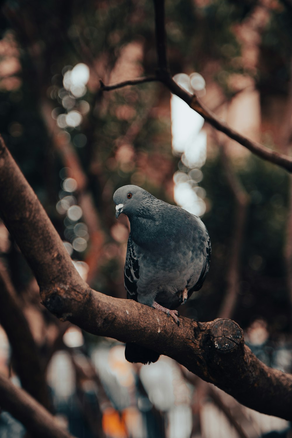 a bird perched on a branch of a tree