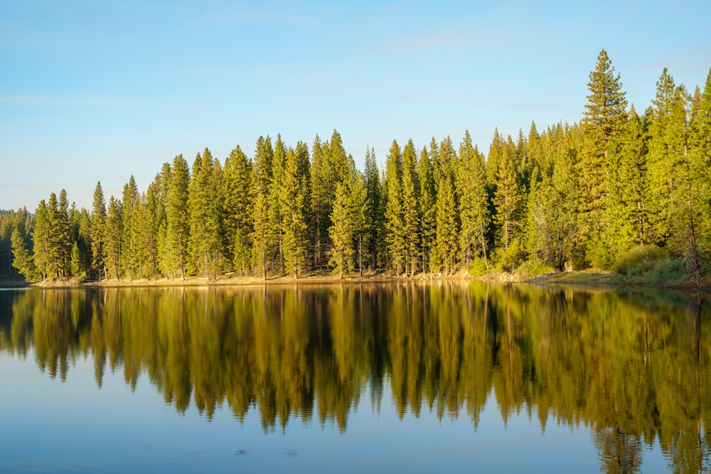 a large body of water surrounded by trees