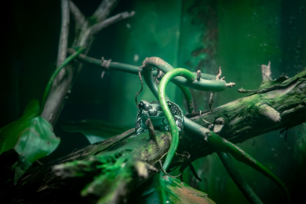 a green lizard sitting on top of a tree branch