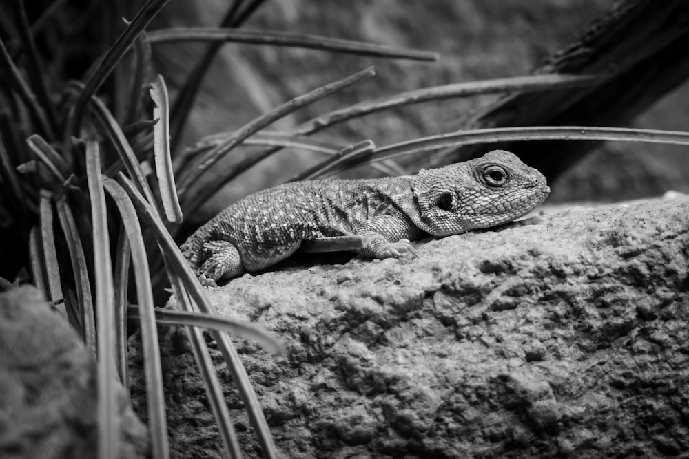 a black and white photo of a lizard on a rock