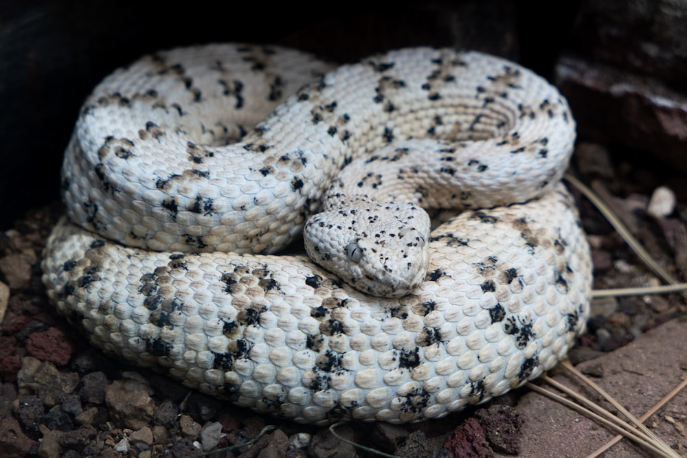 a close up of a snake on the ground