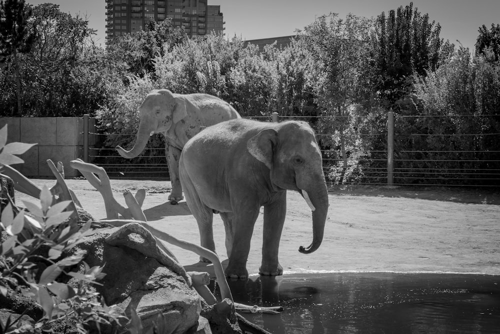 a couple of elephants standing next to each other