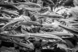 A swarm of small fish swimming close together in a dynamic, underwater environment. The image is captured in black and white, emphasizing the patterns and textures of the fish and water.