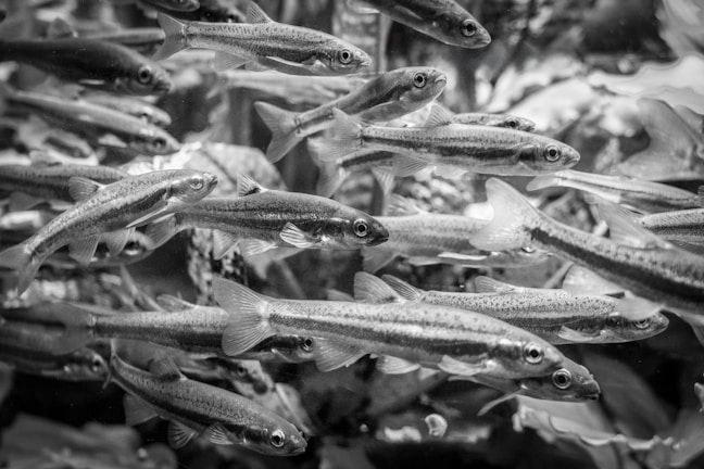 A swarm of small fish swimming close together in a dynamic, underwater environment. The image is captured in black and white, emphasizing the patterns and textures of the fish and water.