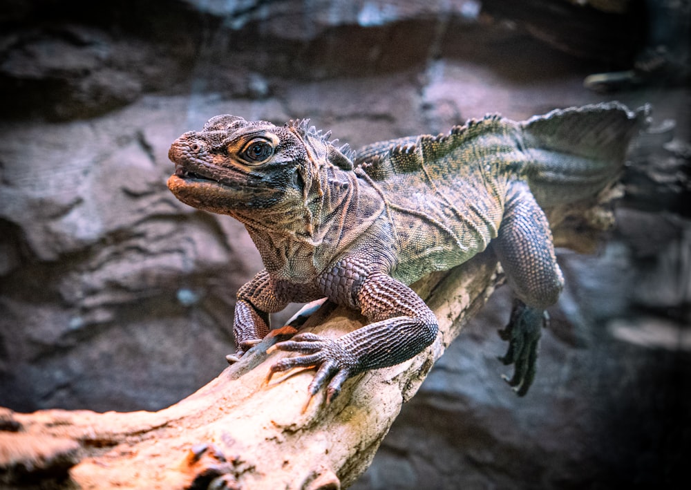 a close up of a lizard on a tree branch