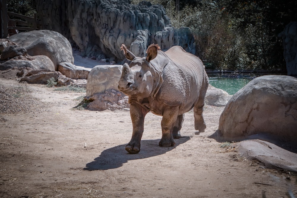 a rhino standing on top of a dirt field