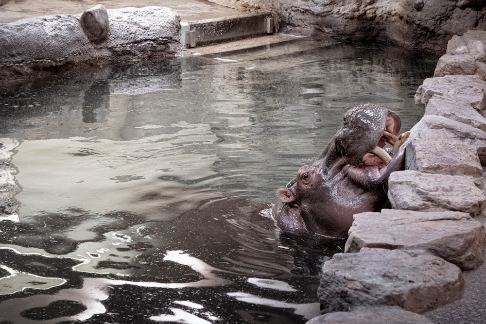 a hippopotamus in a pool of water with its mouth open