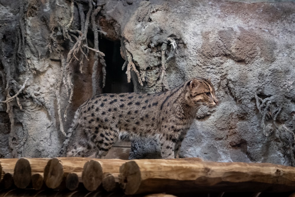 a cat standing in front of a pile of logs