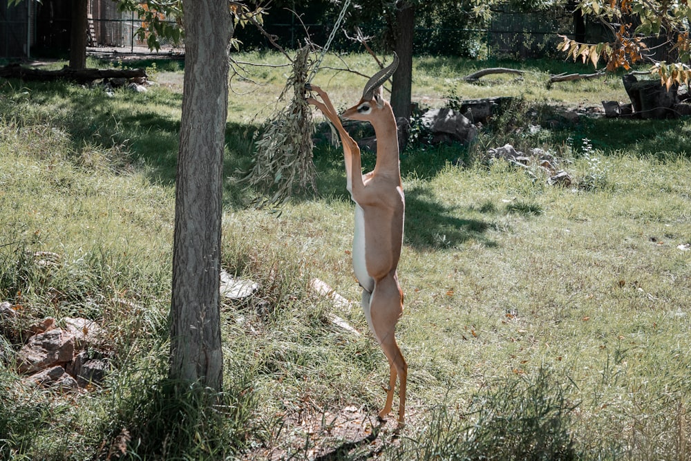 eine nackte Frau, die nach einem Baum greift