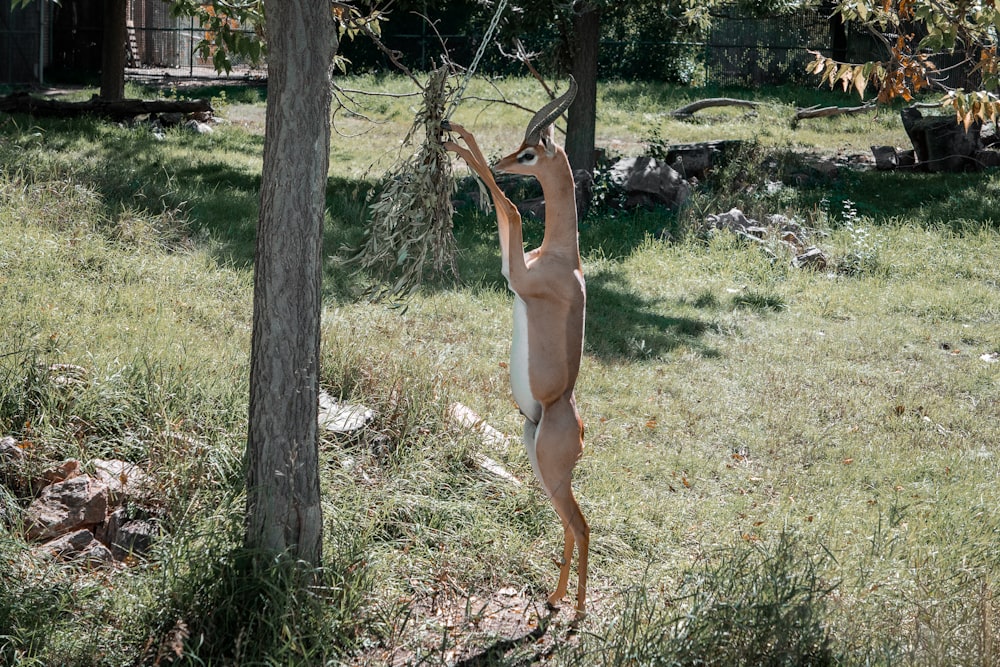a naked woman reaching up to a tree