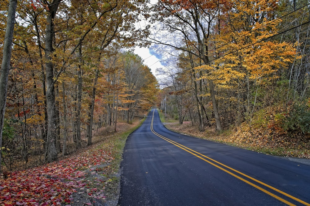 an empty road surrounded by trees in the fall