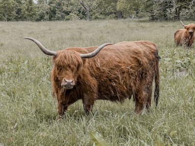 A Highland cow stands in a lush green field, characterized by its long, shaggy brown coat and large curved horns. Another cow can be seen in the background, partially visible among the tall grass and scattered trees.