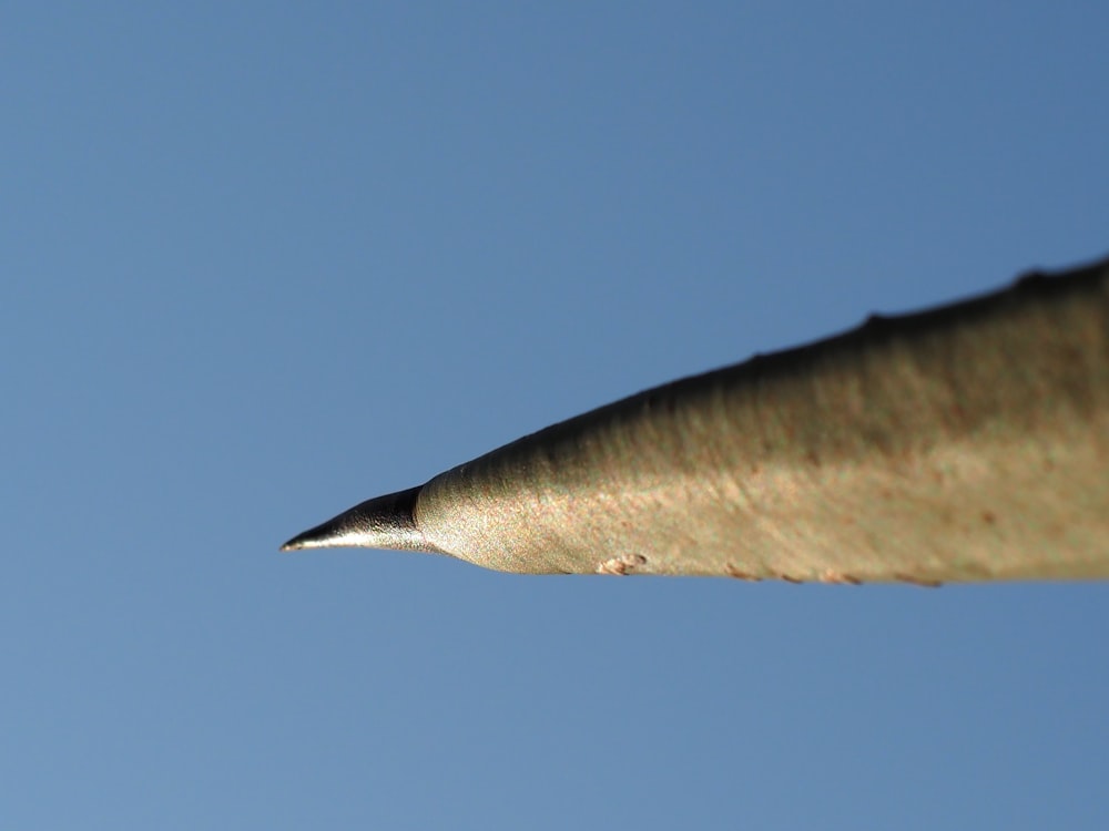 a close up of the tip of a leaf against a blue sky