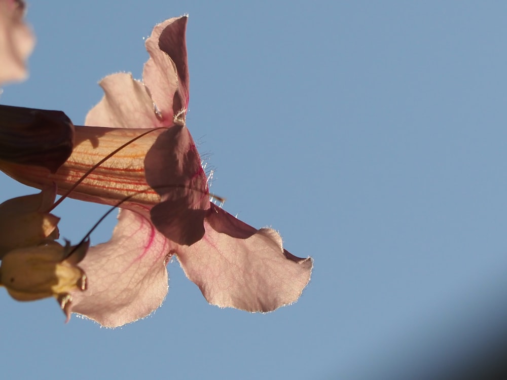 a close up of a flower with a blue sky in the background