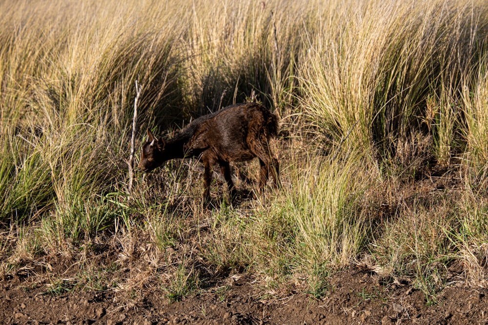 a dog is standing in the tall grass