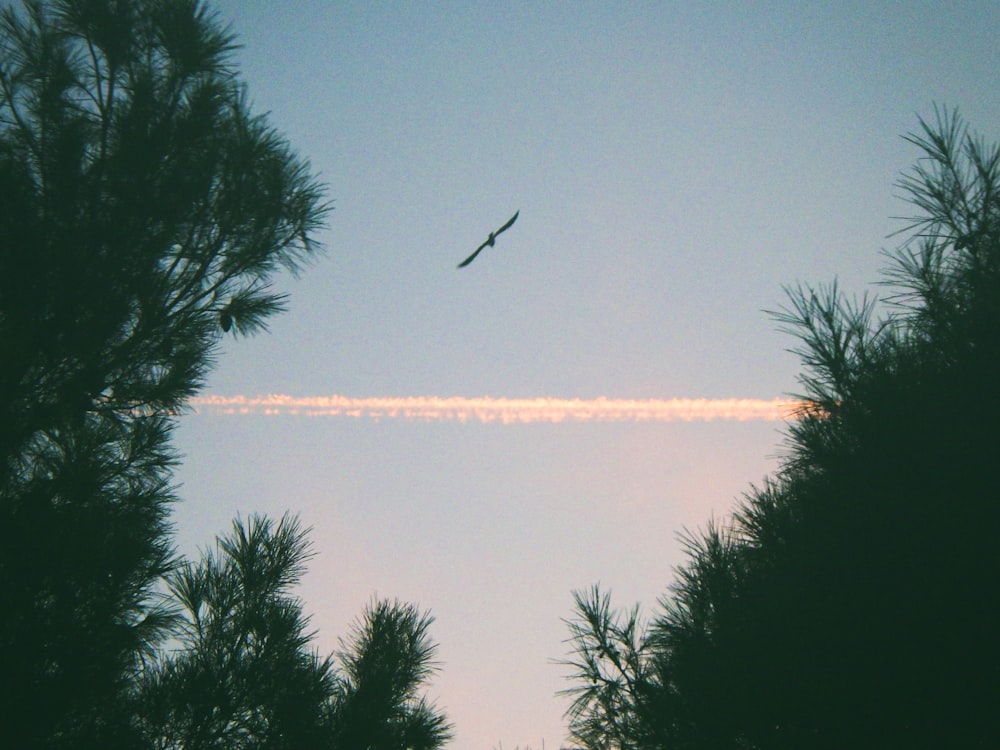 a bird flying in the sky over some trees