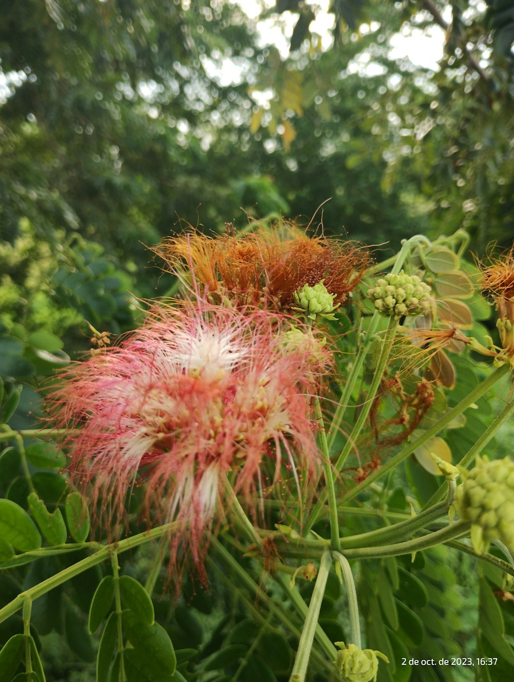 a bunch of flowers that are in the grass