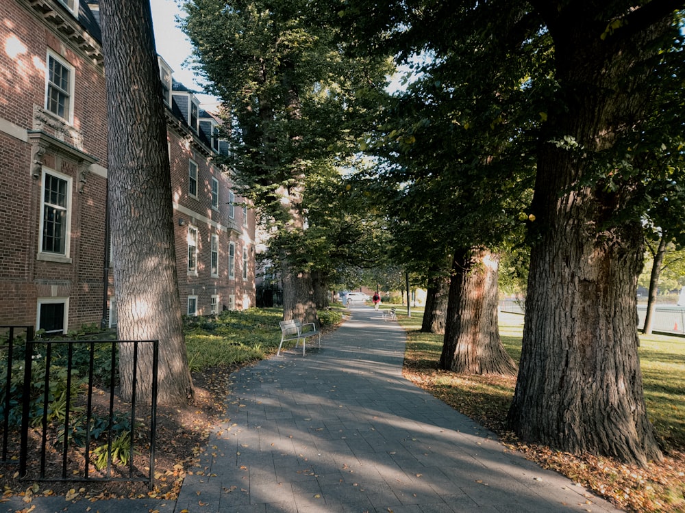 a tree lined sidewalk in front of a brick building