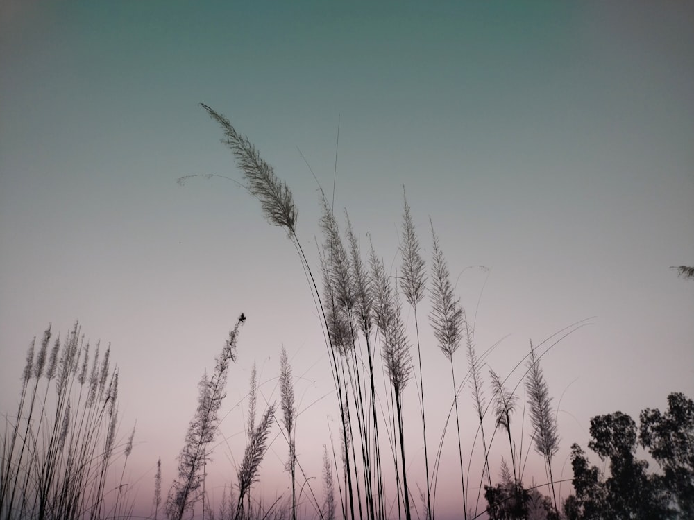 a group of tall grass blowing in the wind