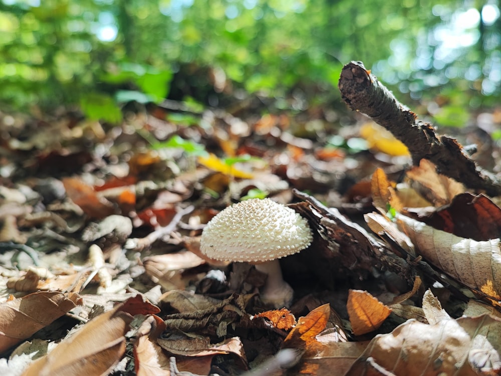 a white mushroom sitting on top of a pile of leaves