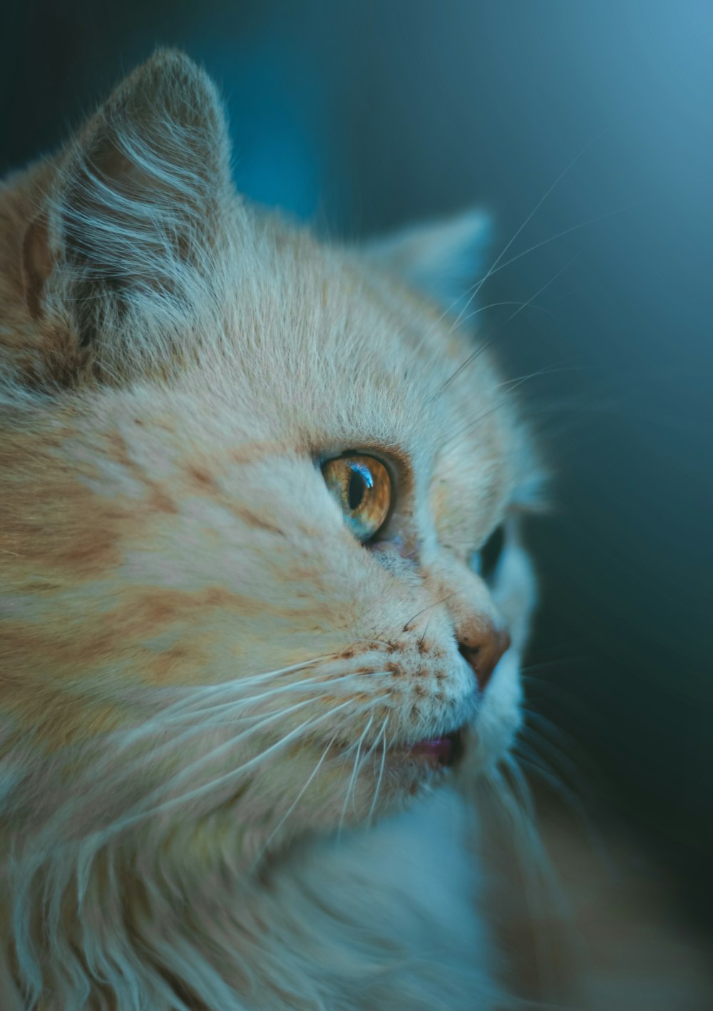 a close up of a cat with a blurry background