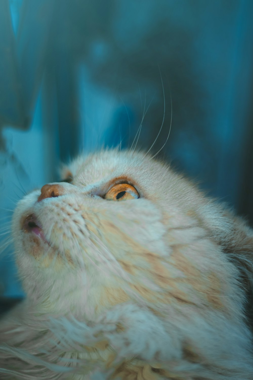 a close up of a cat with a blurry background