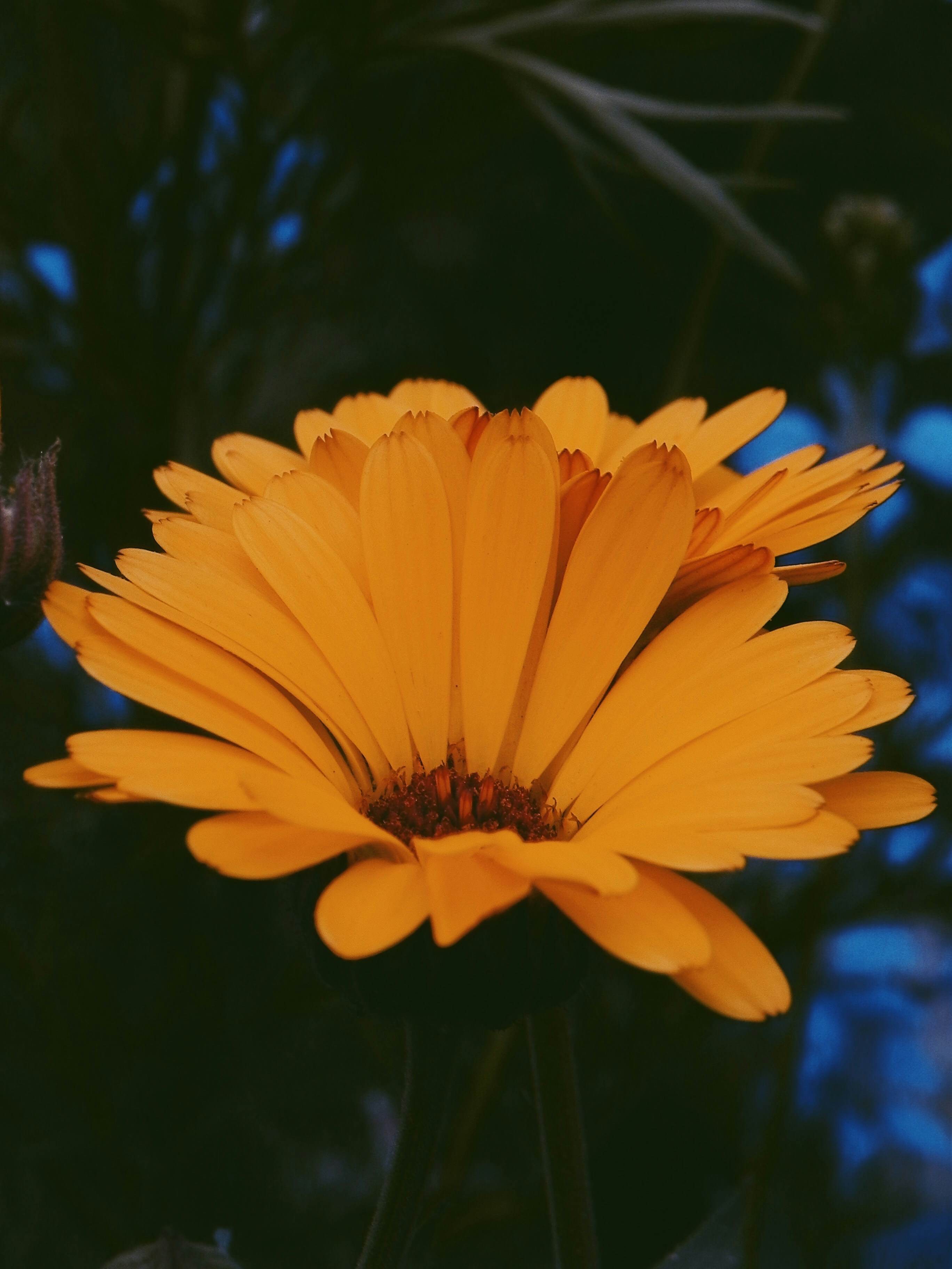 Photo by alfonsina17