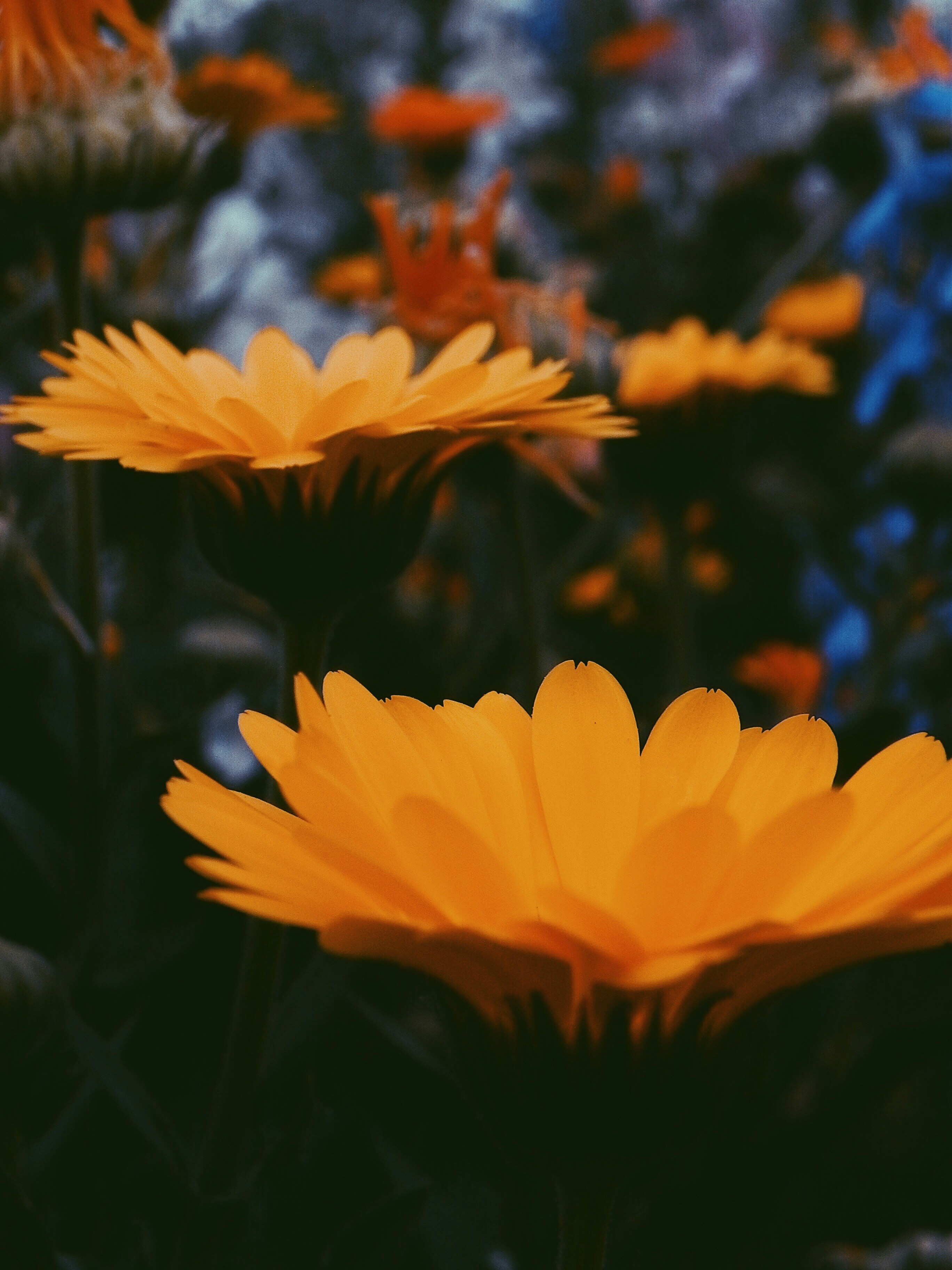 Photo by alfonsina17