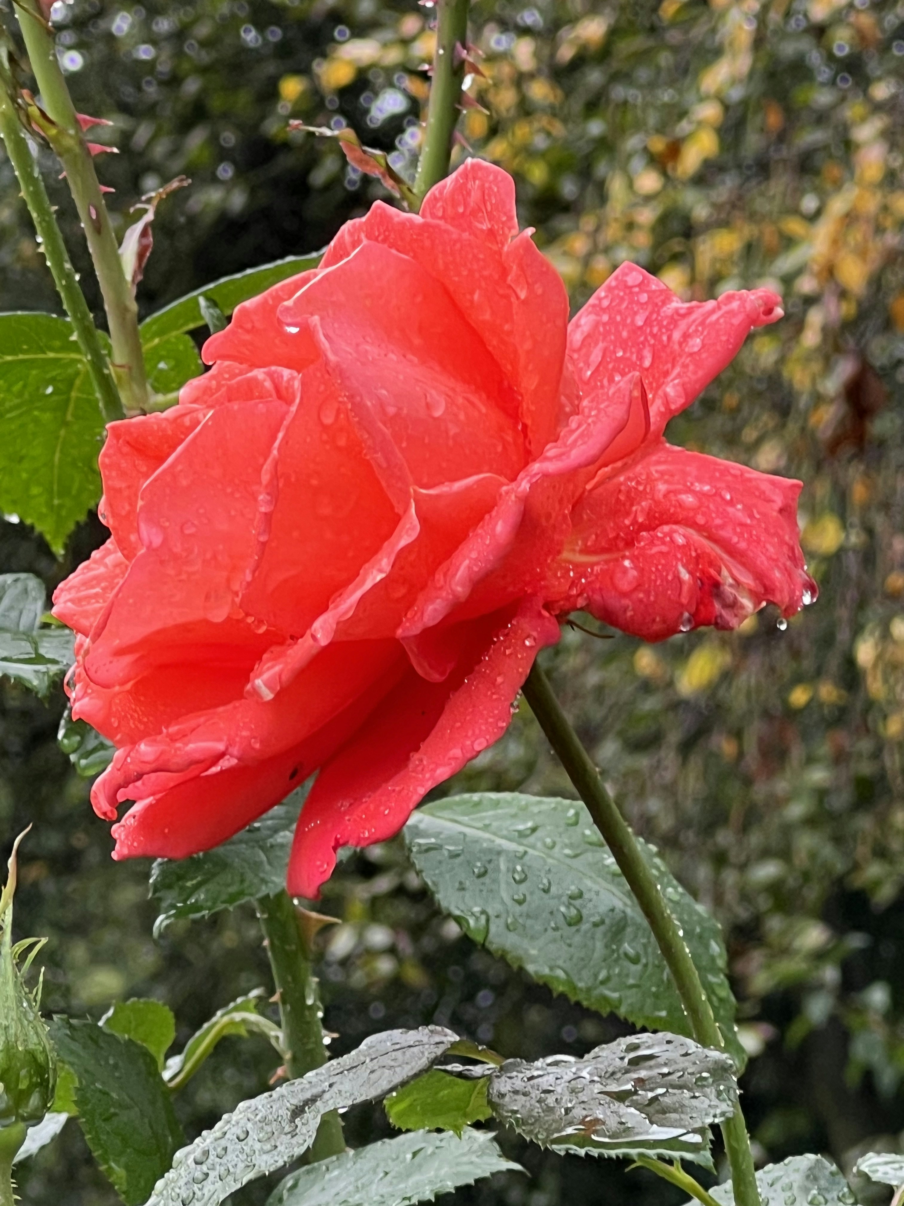 Rosa Vermelha Clássica