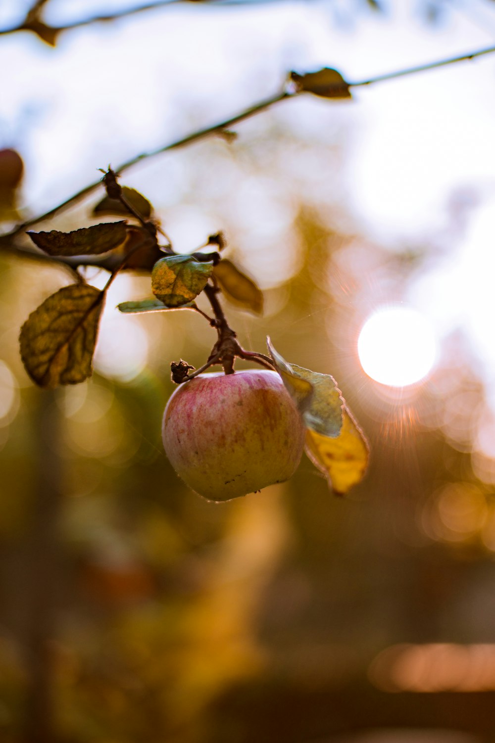 a close up of an apple on a tree branch