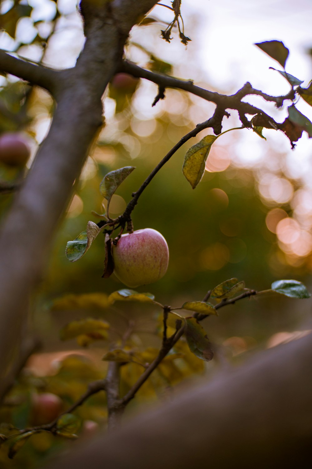a close up of a tree with an apple on it