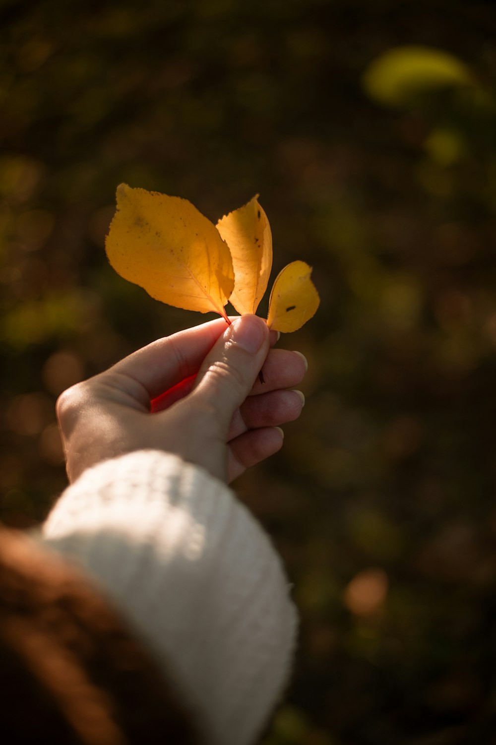 a person holding a yellow leaf in their hand