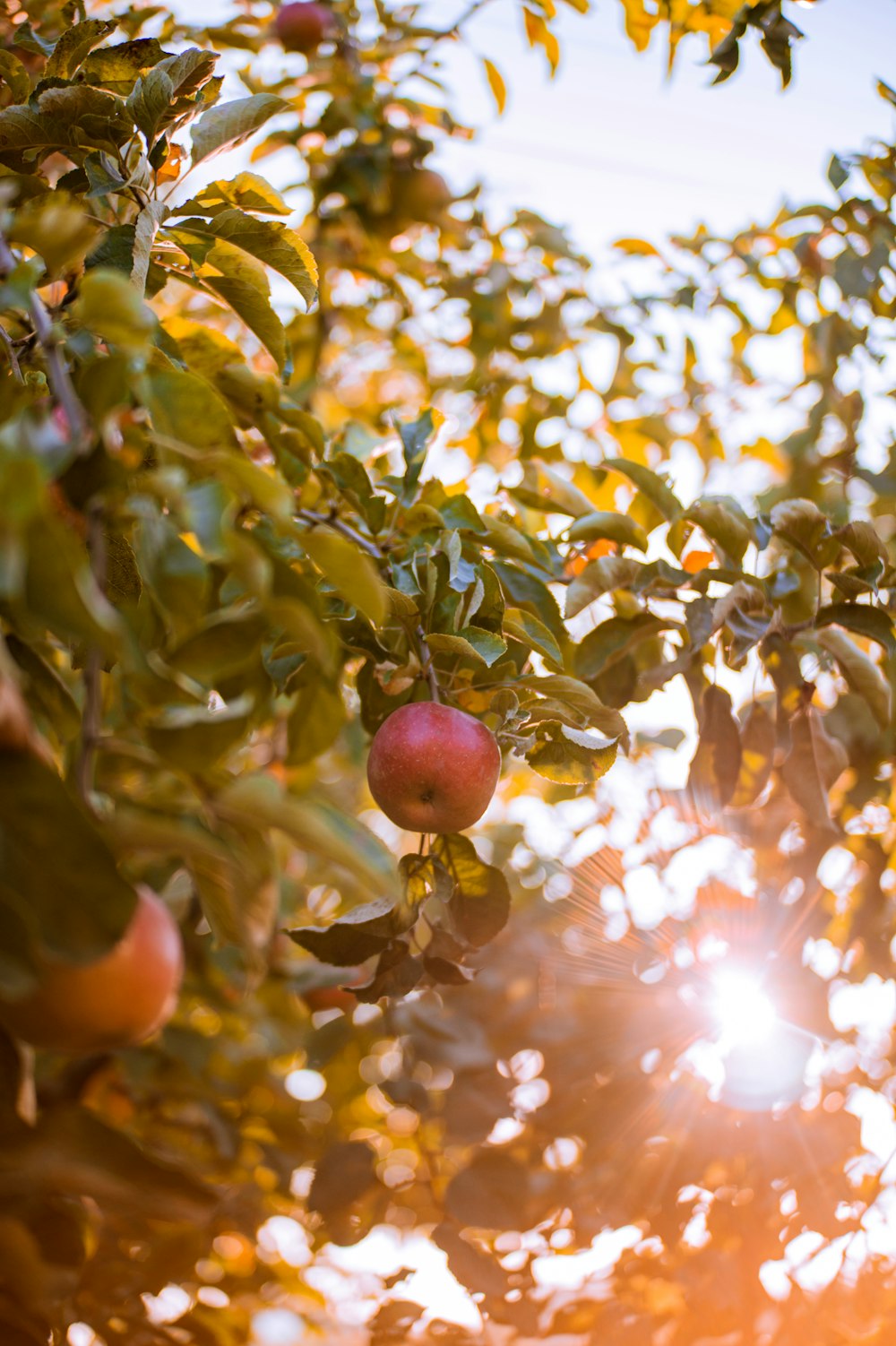 the sun shines through the leaves of an apple tree