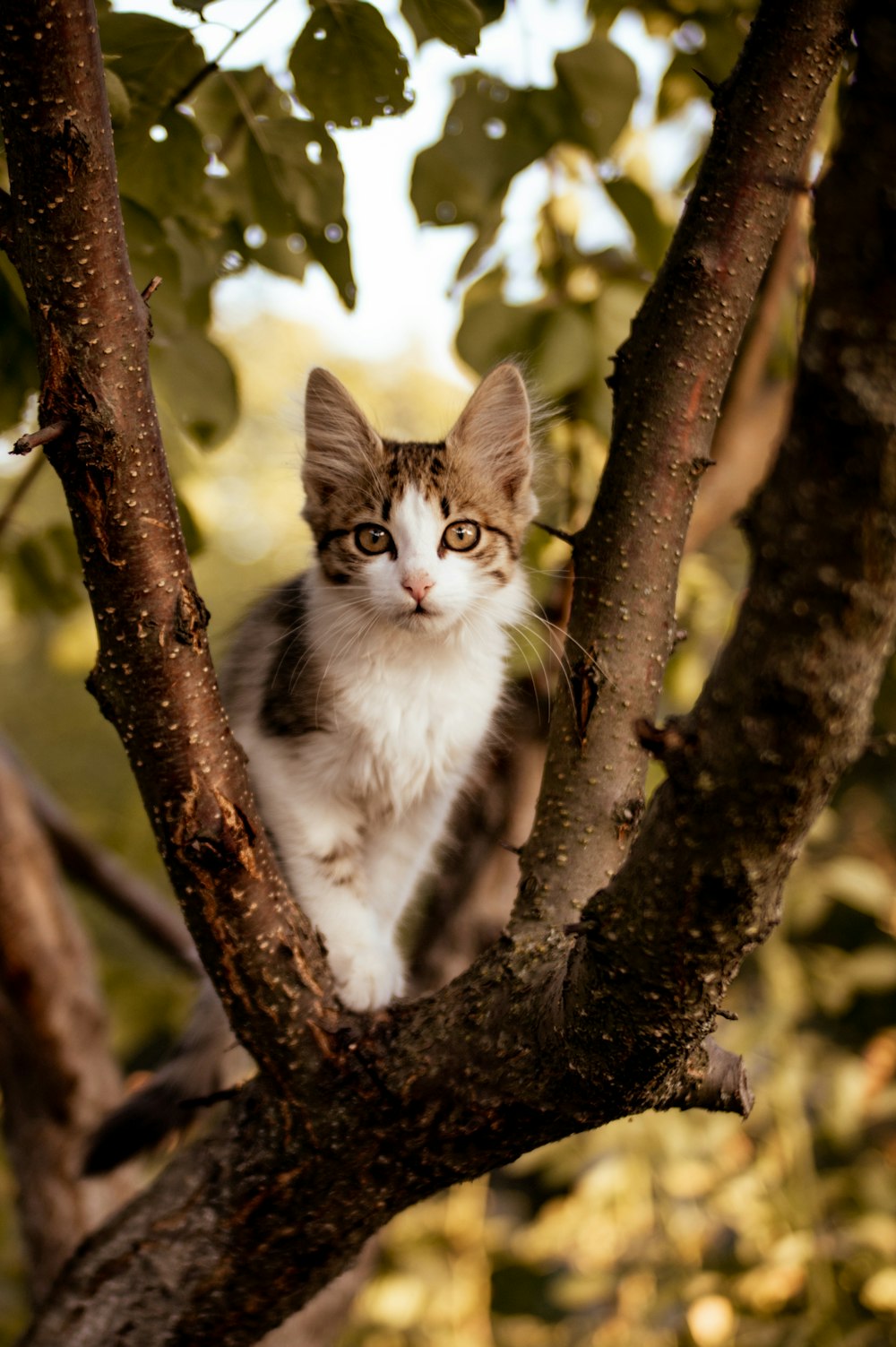 a cat sitting in a tree looking at the camera