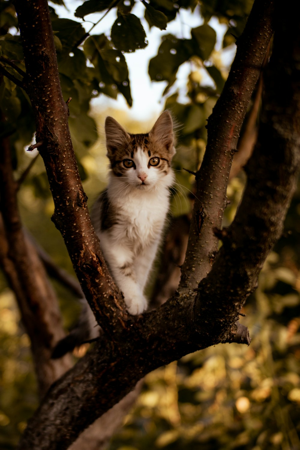 a kitten sitting in a tree looking at the camera