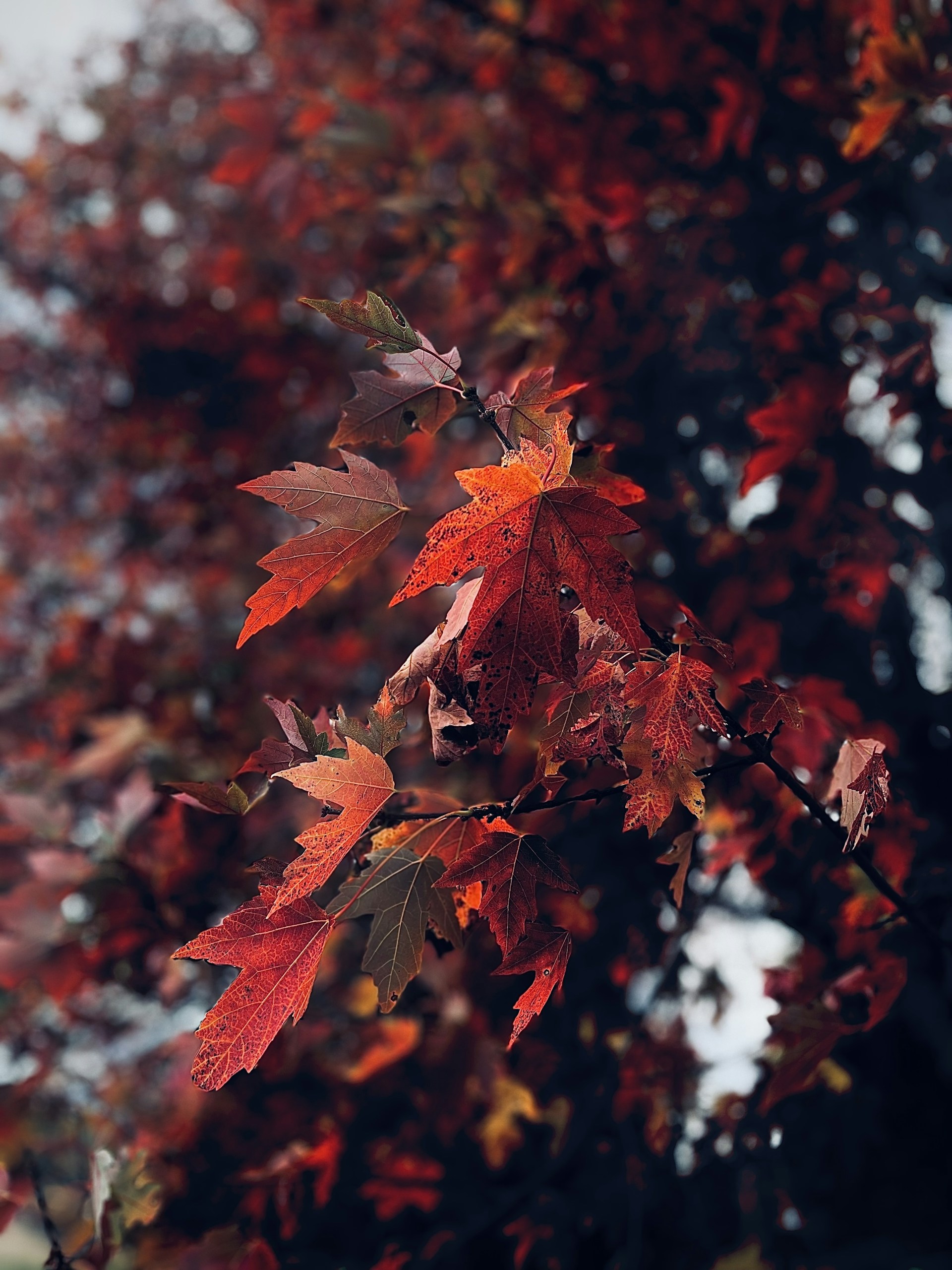 a close up of a tree with red leaves
