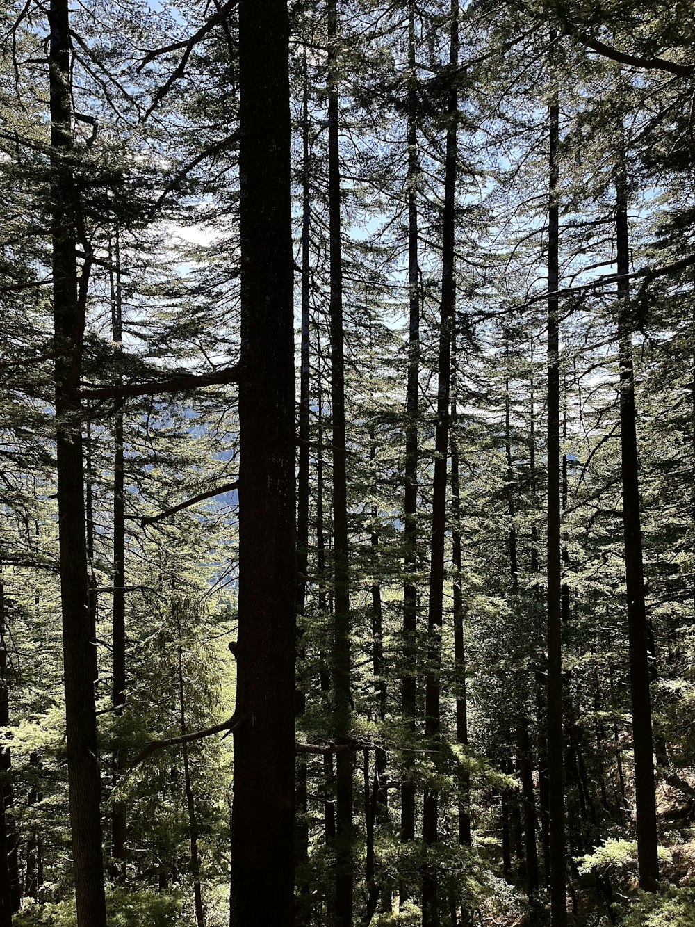 a forest filled with lots of tall trees