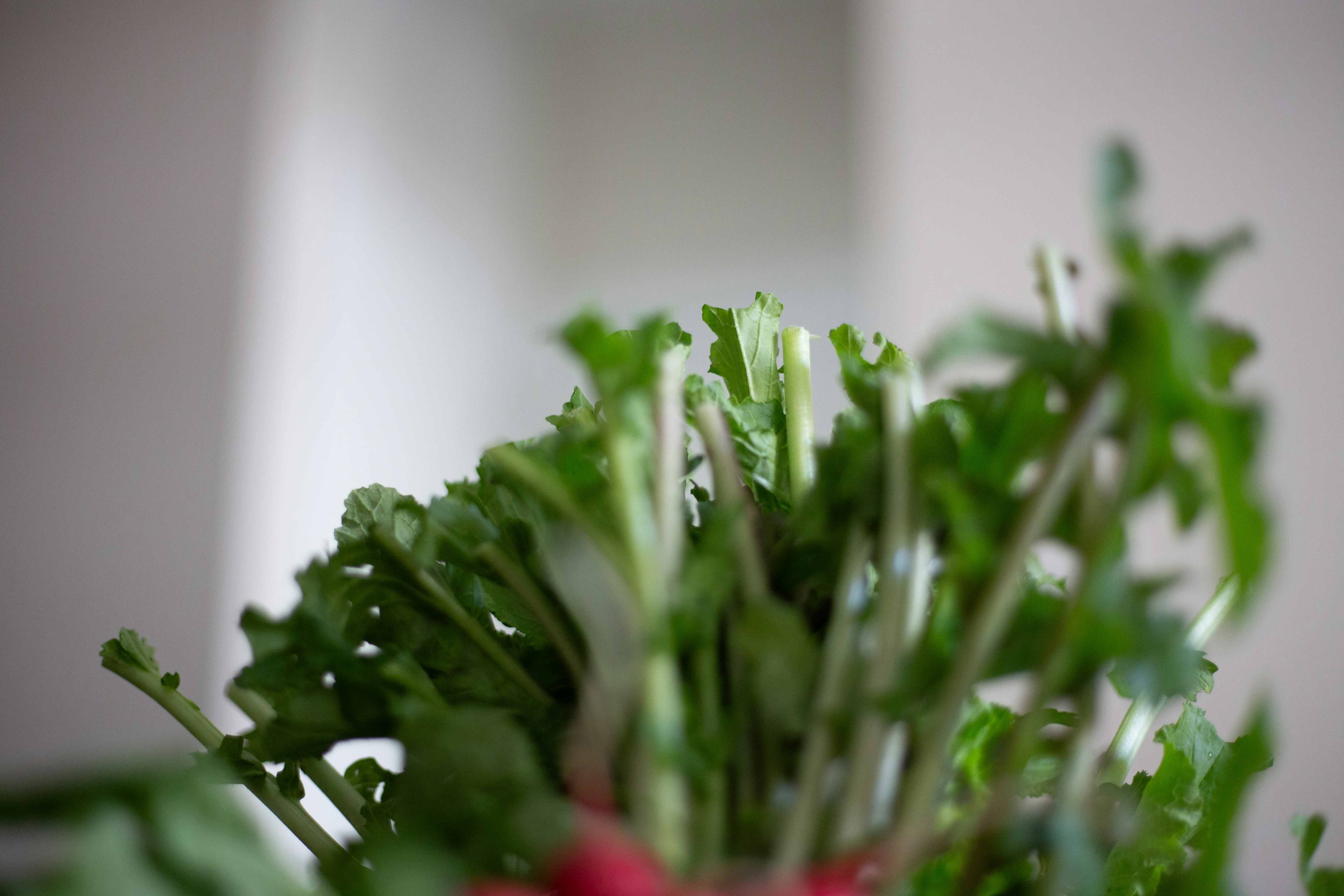 a close up of a bunch of green leafy vegetables